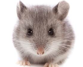 SWF Looking To Date An Exterminator Or Man With A Cat